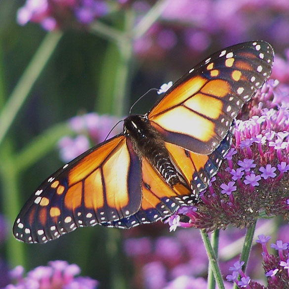 Danaus plexippus (aberrant white forewing patches, live) (Internet Image property of respective owner, non-commercial use only)